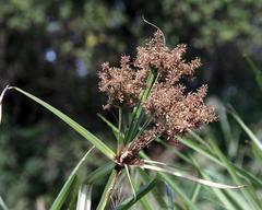 Cyperus dives