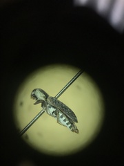 Dermestes frischii