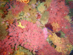 Melithaea rubra