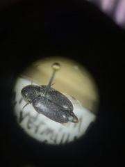 Dermestes frischii