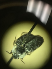 Dermestes frischii