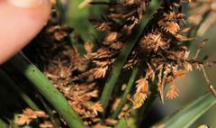 Cyperus dives