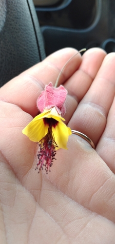 Callianthe vexillaria, photograph 4