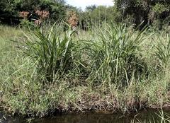 Cyperus dives