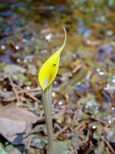 Cryptocoryne cordata, photograph 1