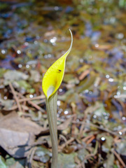 Cryptocoryne cordata