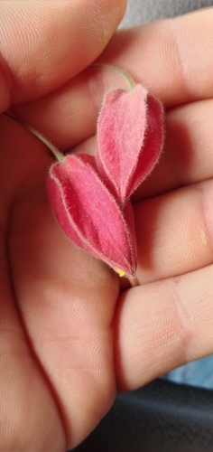 Callianthe vexillaria, photograph 6