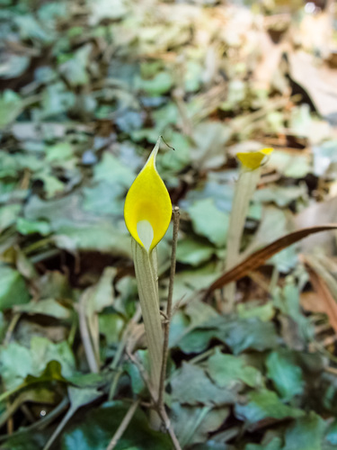 Cryptocoryne cordata, photograph 2