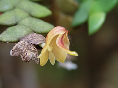 Dendrobium leonis