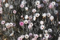 Syncarpha canescens canescens