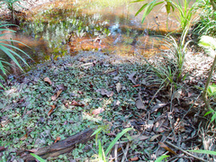 Cryptocoryne cordata