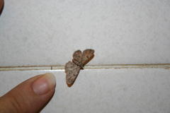 Orbamia octomaculata