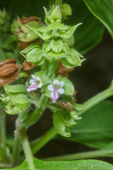 Ocimum campechianum