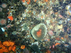Bunodactis reynaudi