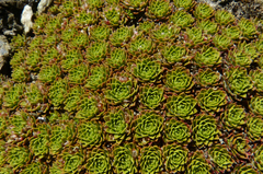 Hectorella caespitosa