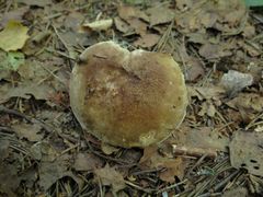 Russula adusta