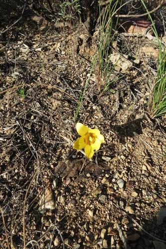 Romulea austinii