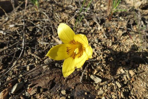 Romulea austinii