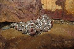 Conophytum truncatum