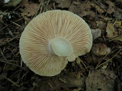 Russula adusta