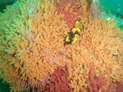 Melithaea rubra