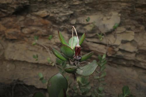 Cotyledon woodii