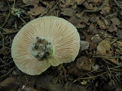 Russula adusta