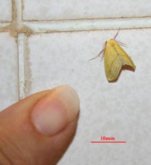 Drepanogynis cambogiaria