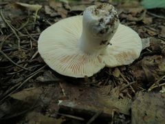 Russula adusta