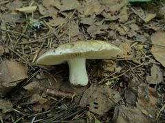 Russula adusta