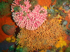 Stylaster nobilis