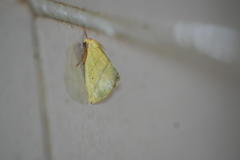 Drepanogynis cambogiaria