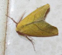 Drepanogynis cambogiaria