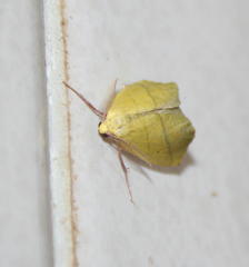 Drepanogynis cambogiaria