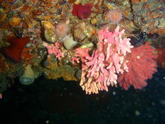 Stylaster nobilis