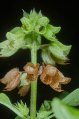 Ocimum campechianum