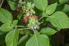 Ocimum campechianum