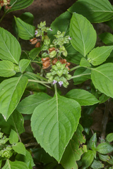 Ocimum campechianum