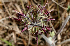 Pelargonium asarifolium
