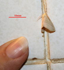 Drepanogynis olivescens