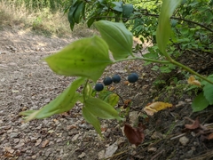 Polygonatum latifolium