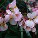 Begonia × ricinifolia - Photo (c) scott.zona, algunos derechos reservados (CC BY)