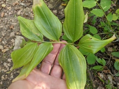 Polygonatum latifolium