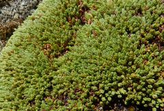 Kelleria dieffenbachii
