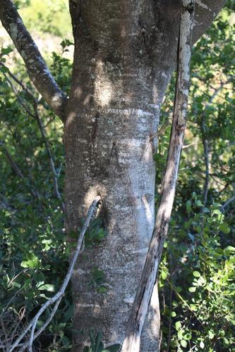 Pittosporum viridiflorum