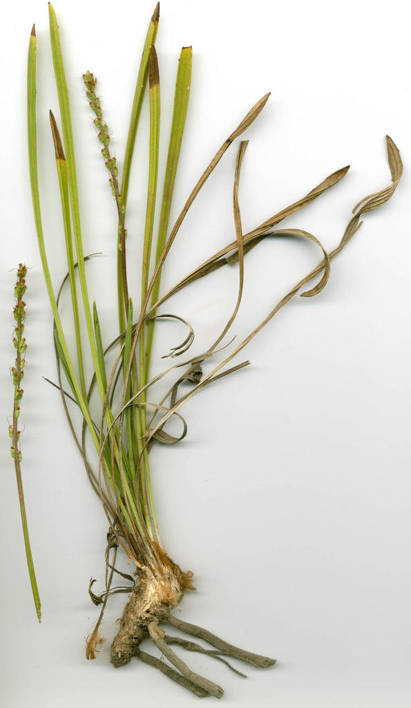 Plantago remota