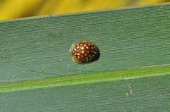 Charidotis auroguttata