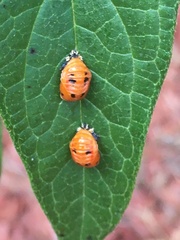 Harmonia axyridis