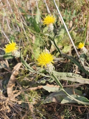 Centaurea chartolepis