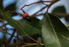 Apodytes dimidiata dimidiata
